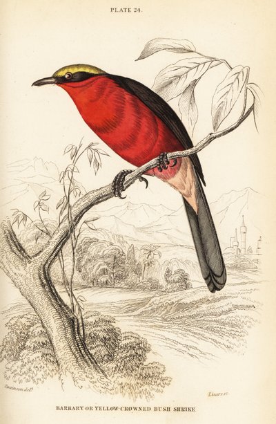 Gelbkrönchen-Gonolek oder Gemeiner Gonolek, Laniarius barbarus von William Home Lizars