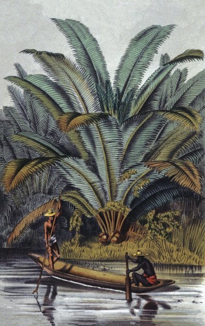 Palme von William Hooker