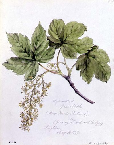 Bergahorn, gemalt in Loughton von William James Linton