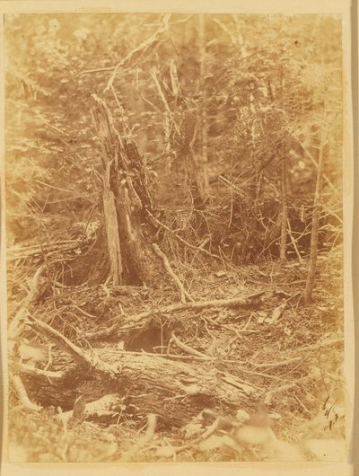 Ohne Titel, aus dem Portfolio Der Wald: Adirondack-Wälder von William James Stillman