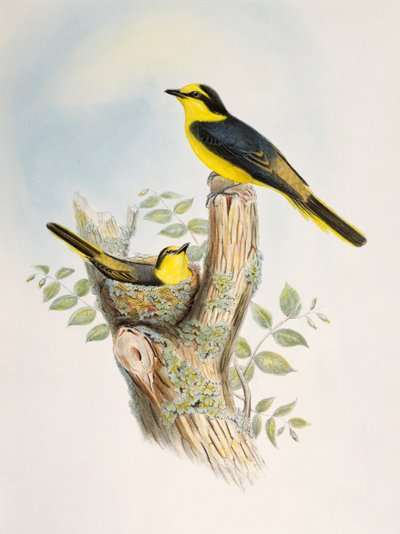 Braunrücken-Minigvet (Pericrocotus cantonensis), Lithografie aus Birds of Asia von William Matthew Hart