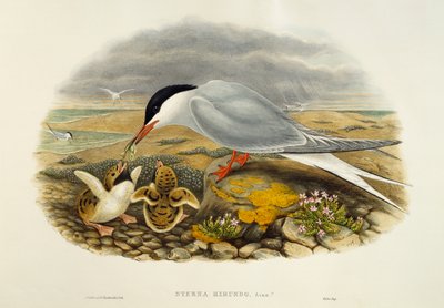 Flussseeschwalbe (Sterna hirundo), Lithographie aus Birds of Great Britain von William Matthew Hart