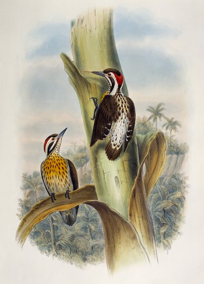 Philippinenspecht (Dendrocopos maculatus) von William Matthew Hart