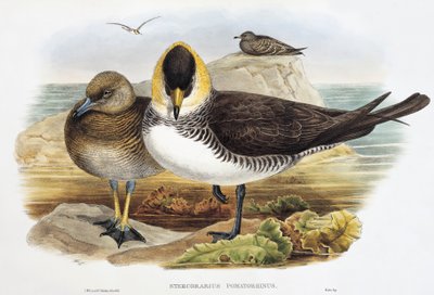 Pomarine Jaeger (Stercorarius pomarinus), Lithographie aus Birds of Great Britain von William Matthew Hart