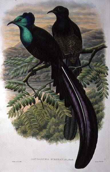 Prinzessin Stephanies Paradiesvogel (Farblithografie) von William Matthew Hart