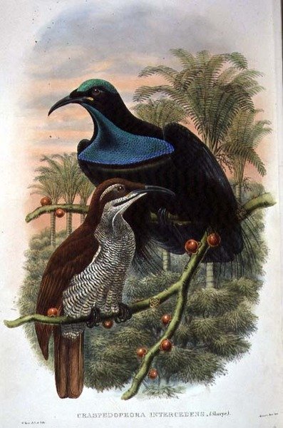Ptiloris Magnificus, Gewehrvogel des Paradieses von William Matthew Hart
