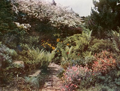 Alter Weißdornbaum und Felsenpflanzen in Brockhurst, East Grinstead von William Ransford