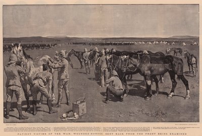 Geduldige Opfer des Krieges, verwundete Pferde, die von der Front zurückgeschickt werden, werden untersucht von William Small
