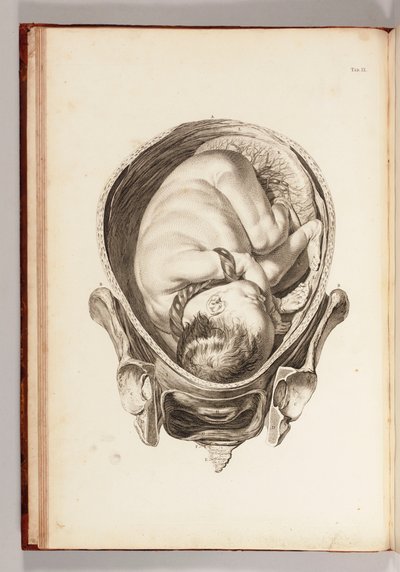 Gravur eines Kindes im Mutterleib aus Ein Satz anatomischer Tafeln mit Erklärungen und einer Zusammenfassung der Praxis der Geburtshilfe, 1754 von William Smellie