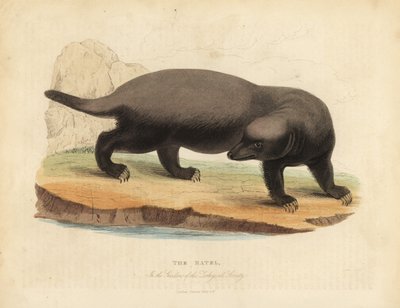 Honigdachs von William Smellie