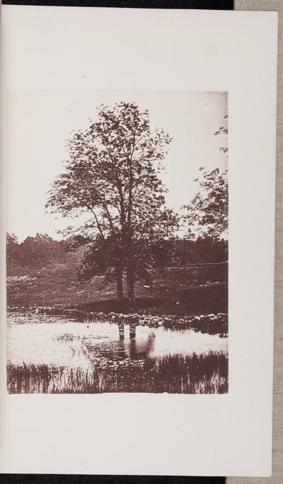 Eschen am Ufer des Turtle Pond in Beverly von Wilson Flagg
