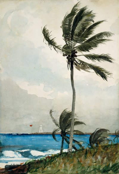 Palmenbaum, Nassau, 1898 von Winslow Homer