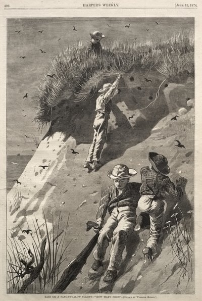 Plünderung einer Uferschwalbenkolonie - „Wie viele Eier?“ von Winslow Homer