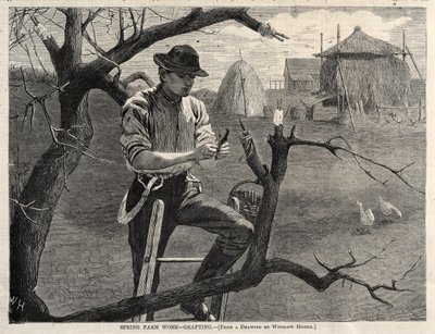 Frühjahrsarbeit auf dem Bauernhof - Pfropfen, 1870 von Winslow Homer