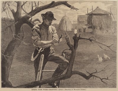 Frühlingsarbeit auf dem Bauernhof - Pfropfen, veröffentlicht 1870 von Winslow Homer