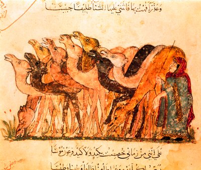 Eine Gruppe von Kamelen und der Kamelhirte, aus "Maqamat" von Yahya ibn Mahmud Al Wasiti