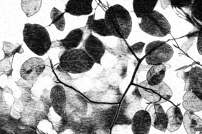 Monochromatisches Blätterdach von Ylva Sjögren