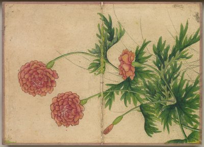 Schreibtischalbum: Blumen- und Vogelmalereien (Pfingstrose) von Zhang Ruoai