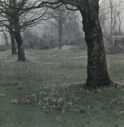 Krokus von Frederick (attr. to) Barnard