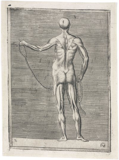 Muskeln Anatomische Studie der männlichen Muskulatur; Mann hält ein Seil, ca. 1555 von Frederick (attr. to) Barnard