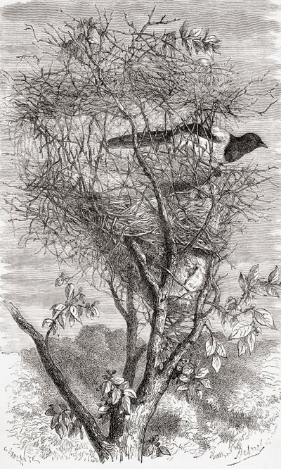 Nest der Elster von . .