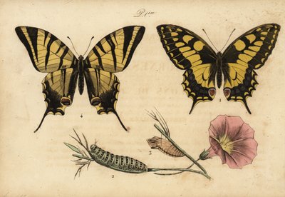 Schwalbenschwanz, Papillo machaon 1,2,3 und Segelfalter, Iphiclides podalirius 4 von John Pardon