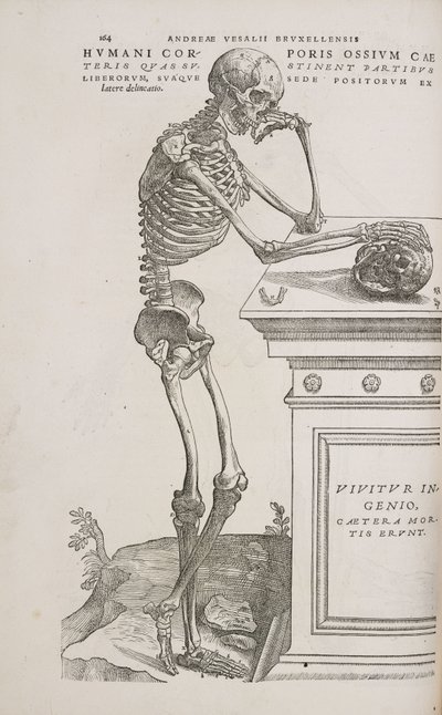 Skelette Ein menschliches artikuliertes Skelett von der Seite gesehen von Frederick (attr. to) Barnard