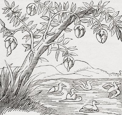 Der Vogelbaum von . .