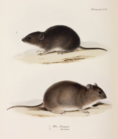 Zwei Arten von Mäusen, ca. 1832-1836 von John Pardon