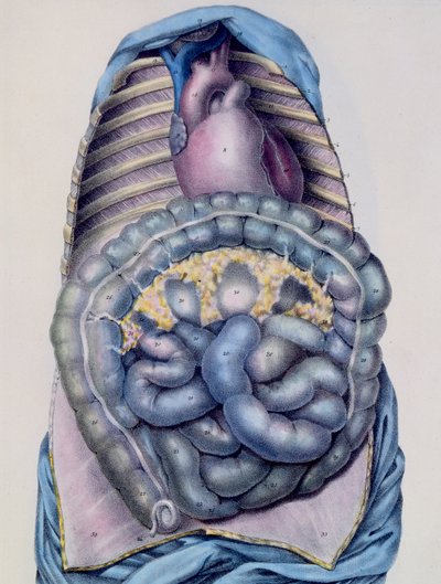 Anatomie des Dickdarms, aus Manuel d