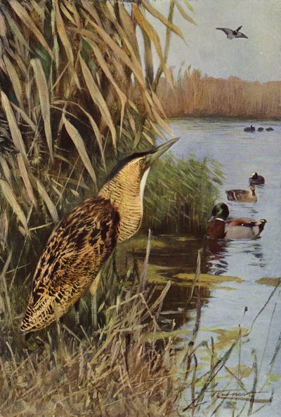 Rohrdommel von after Wilhelm Kuhnert