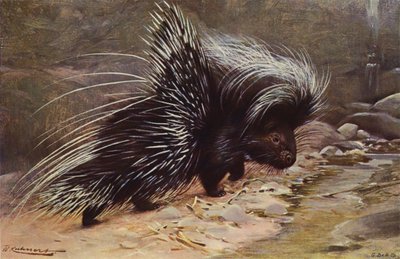 Stachelschwein von after Wilhelm Kuhnert