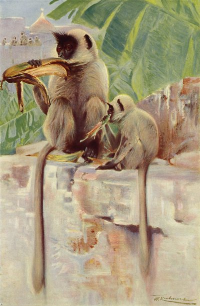 Hanuman-Langur von after Wilhelm Kuhnert
