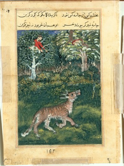 Der Esel, in einer Tigerhaut, offenbart seine Identität, indem er laut schreit, aus einem Tuti-nama (Geschichten eines Papageis): Einunddreißigste Nacht von attributed to Basavana