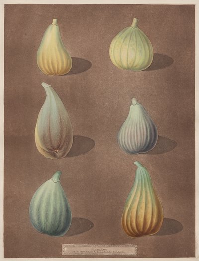 Pomona Britannica: Nr. 74 - Feigen von attributed to Richard Brookshaw