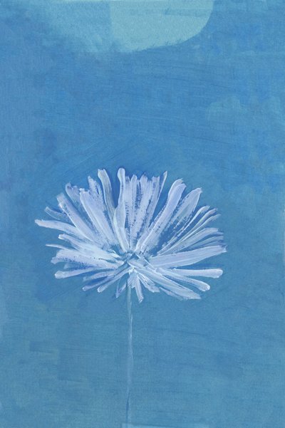 Blaue Mondblume von cartissi