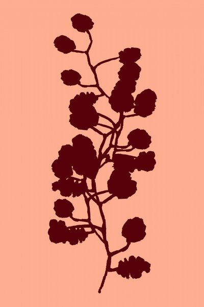 Pfirsichfarbene botanische Silhouette von cartissi