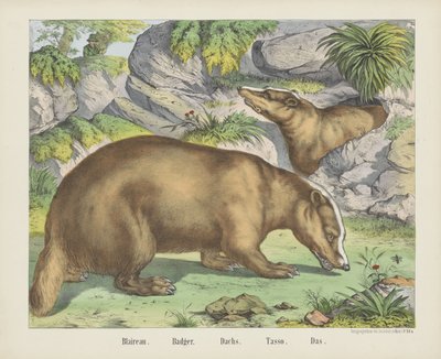 Dachs von firma Joseph Scholz