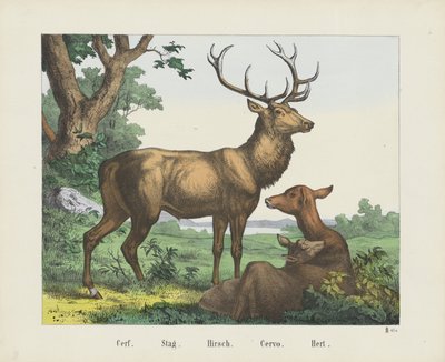 Hirsch von firma Joseph Scholz