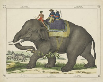 De olivant / gebruikd voor de olivantejagd (Titel auf Objekt) von firma Joseph Scholz
