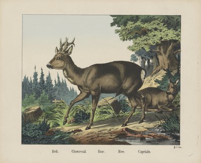 Reh. / Chevreuil. / Roe. / Ree. / Capriulo (Titel auf dem Objekt) von firma Joseph Scholz