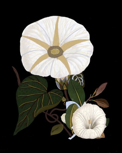 Elegante weiße Prunkwinden von giovanna nicolo
