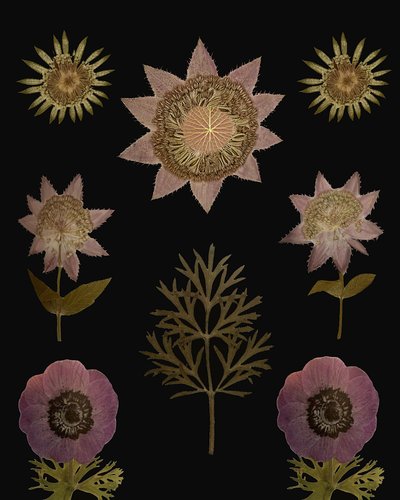 Vintage Gepresste Botanicals von giovanna nicolo