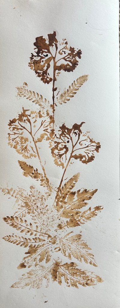 Schafgarbe von jocasta shakespeare