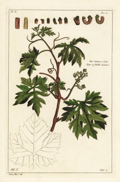 Blätter und knospende Trauben an einer Weinrebe, Vitis vinifera von the Younger Dupin