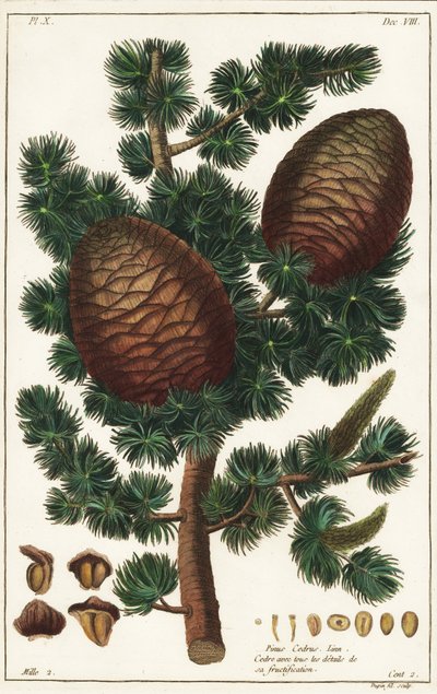 Libanon-Zeder, Cedrus libani von the Younger Dupin