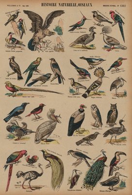 Wilde Vogel Von French School Als Kunstdruck 883683