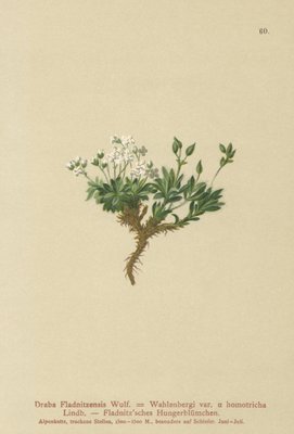 Arktische Draba (Draba Fladnitzensis, Draba Altaica, Draba Wahlenbergi)