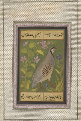 Ein Chukar Rebhuhn Abgetrenntes Manuskriptblatt Mit Be 617724