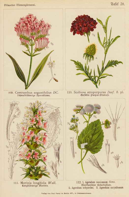 Centranthus Angustifolius, Scabiosa Atropurpurea, Morinia Longifolia, Ageratum Mexicanum, Ageratum Conyzodes, Ageratum Corymbosum von (after) German School